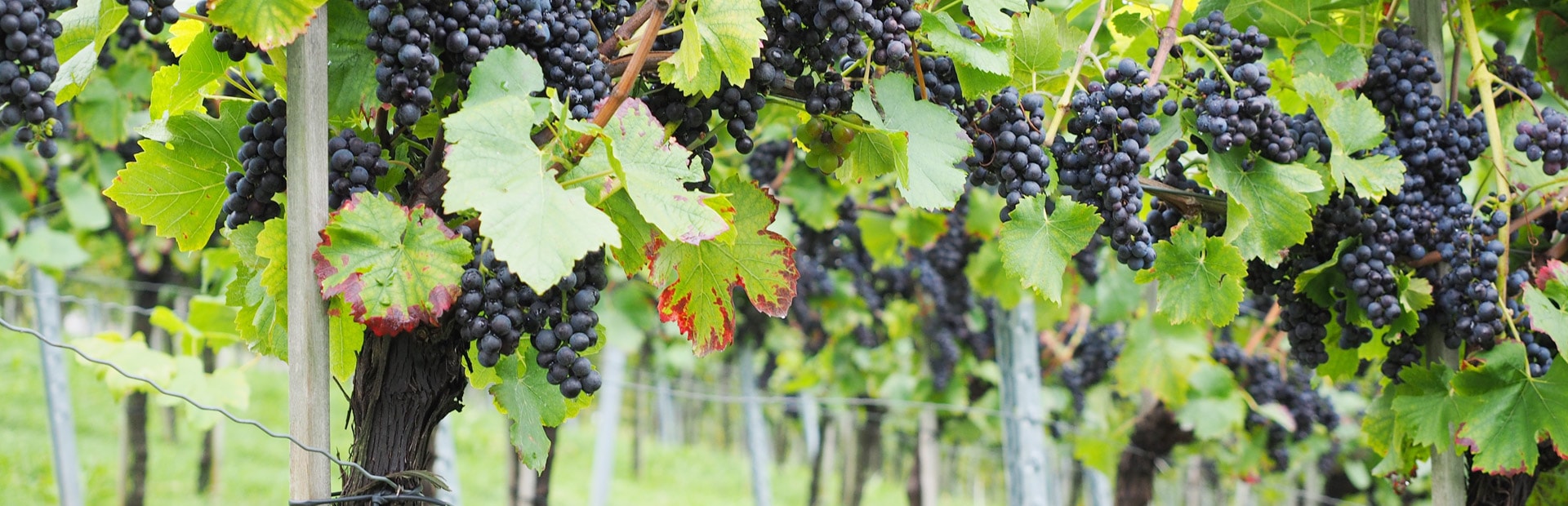 Rotwein, Weinrebe, Weinberg, Weintrauben