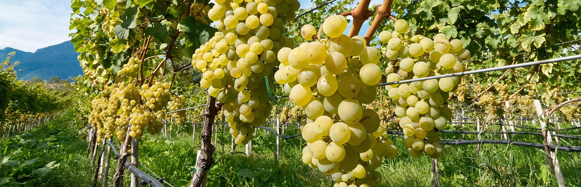 Weißwein, Weinrebe, Weinberg, Weintrauben